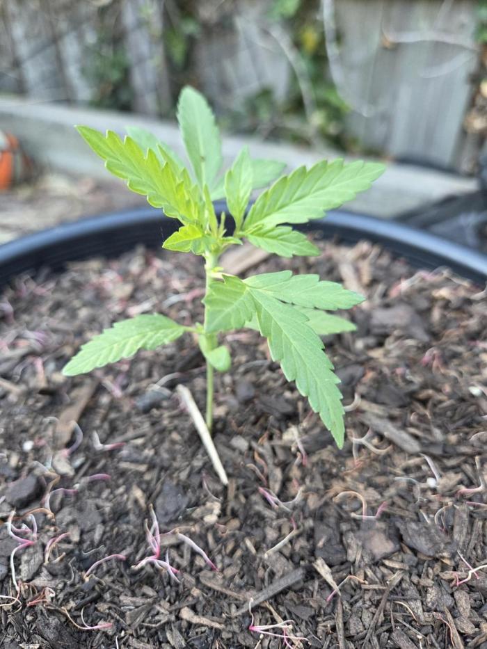 Northern Lights Auto Outdoor/Indoor. Week 2