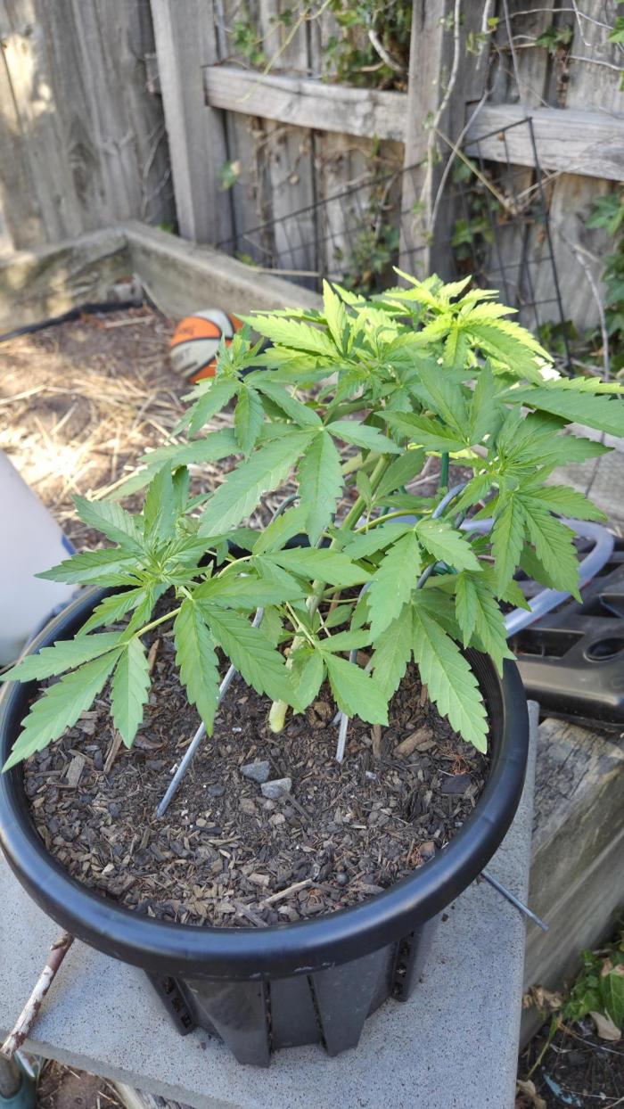 Northern Lights Auto Outdoor/Indoor. Week 3