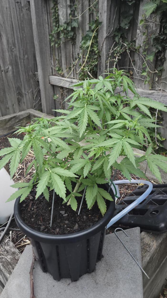 Northern Lights Auto Outdoor/Indoor. Week 4