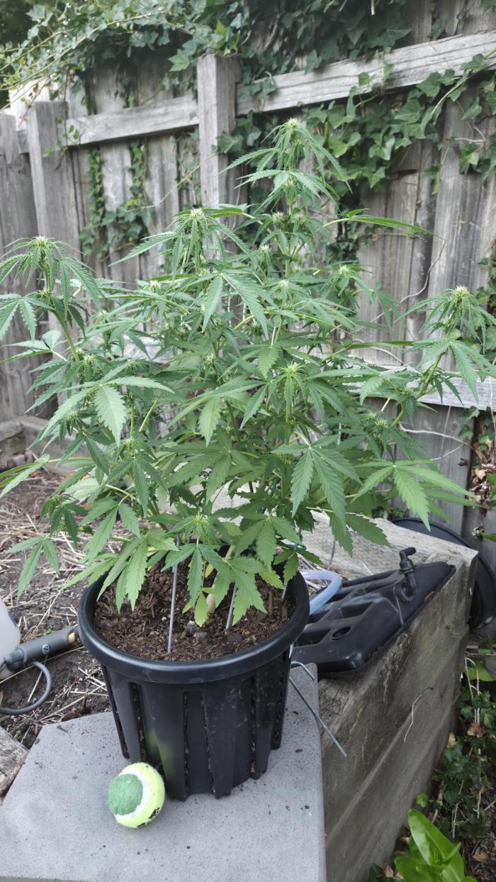 Northern Lights Auto Outdoor/Indoor. Week 7