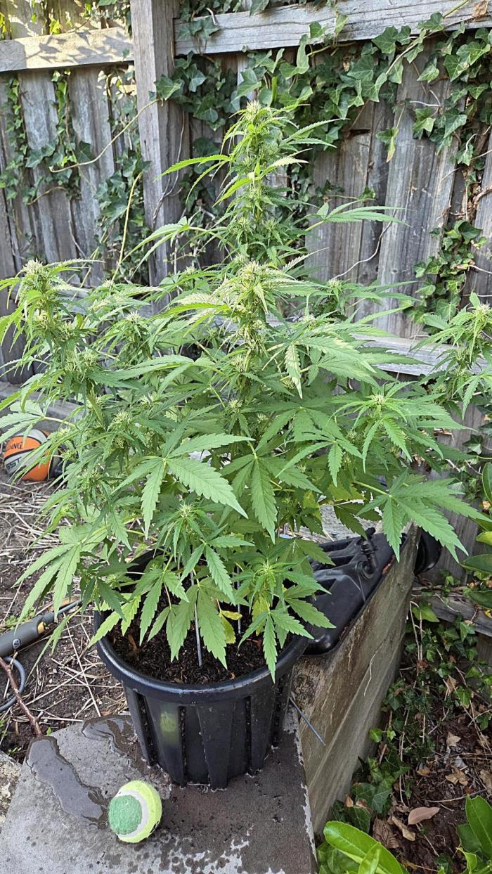 Northern Lights Auto Outdoor/Indoor. Week 8
