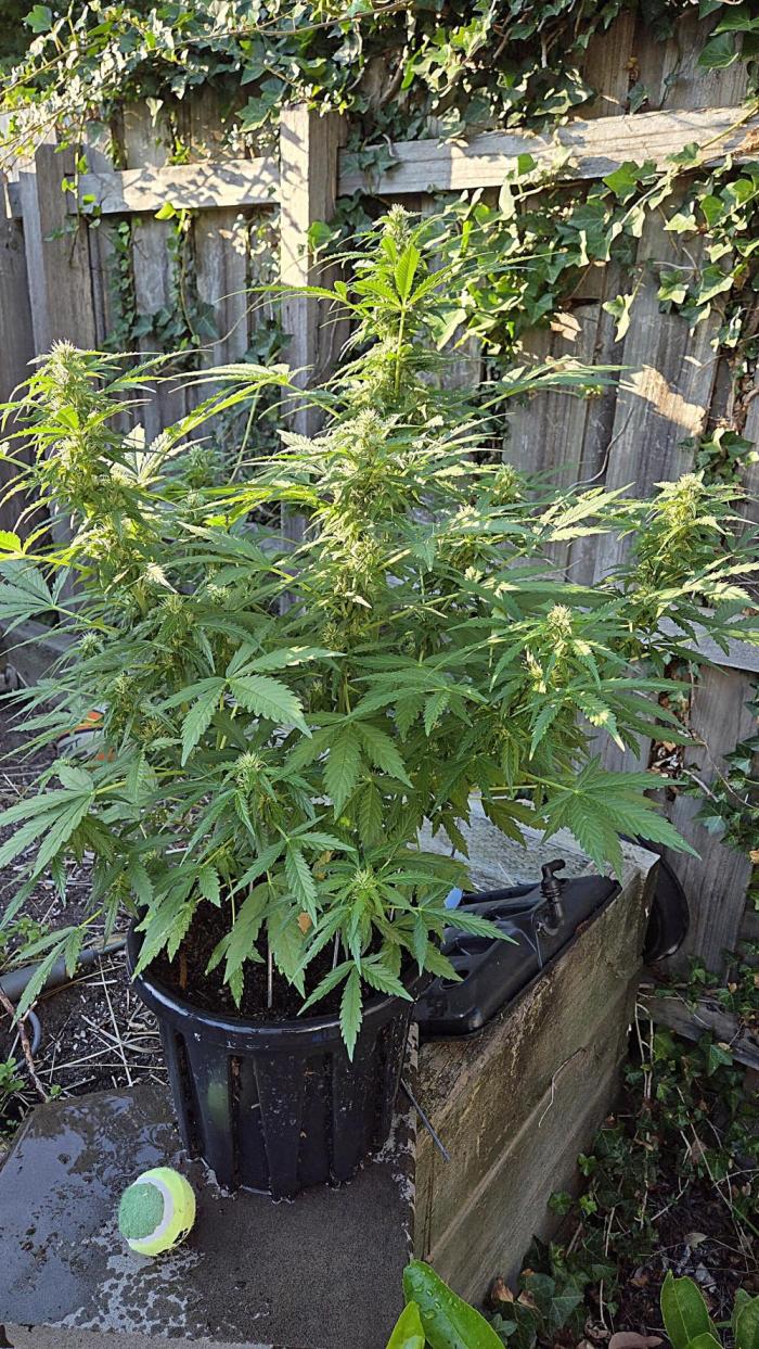 Northern Lights Auto Outdoor/Indoor. Week 9