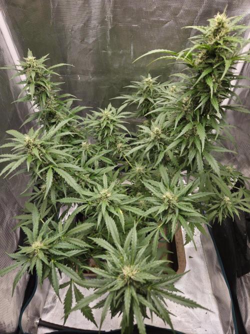 Northern Lights Auto Outdoor/Indoor. Week 10