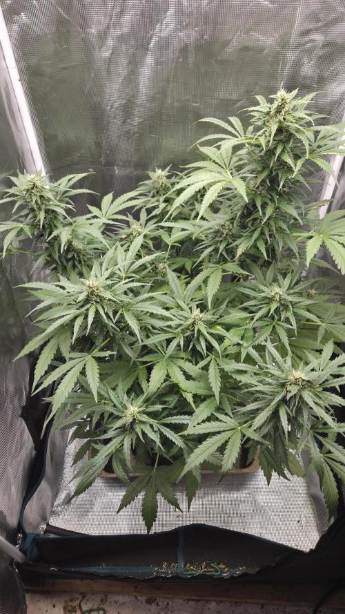 Northern Lights Auto Outdoor/Indoor. Week 10