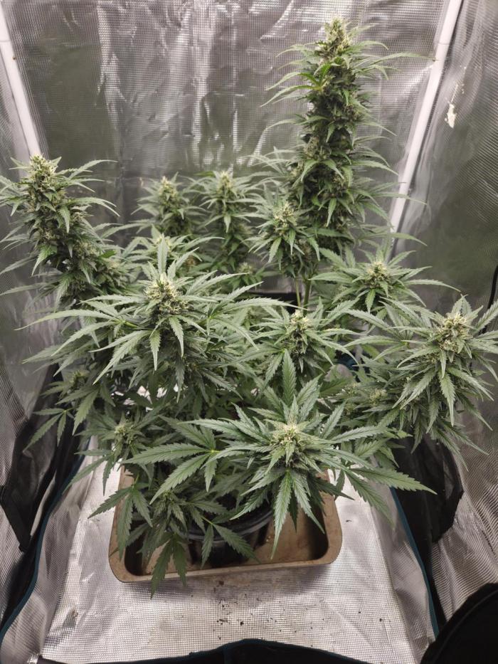 Northern Lights Auto Outdoor/Indoor. Week 11