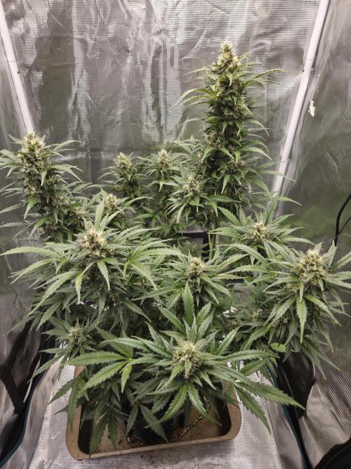Northern Lights Auto Outdoor/Indoor. Week 12