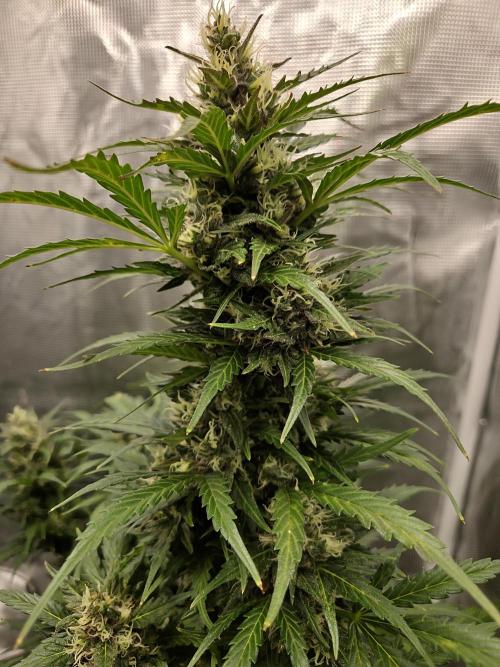 Northern Lights Auto Outdoor/Indoor. Week 12