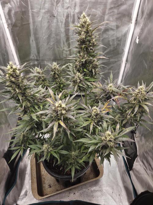 Northern Lights Auto Outdoor/Indoor. Week 13
