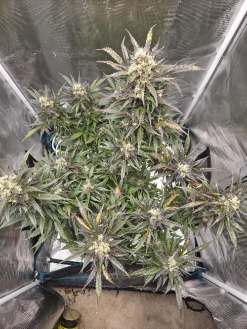 Northern Lights Auto Outdoor/Indoor. Week 13