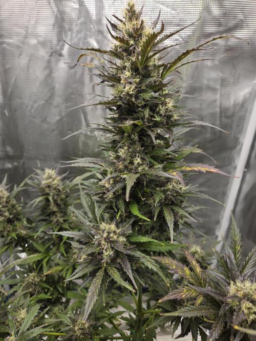 Northern Lights Auto Outdoor/Indoor. Week 13