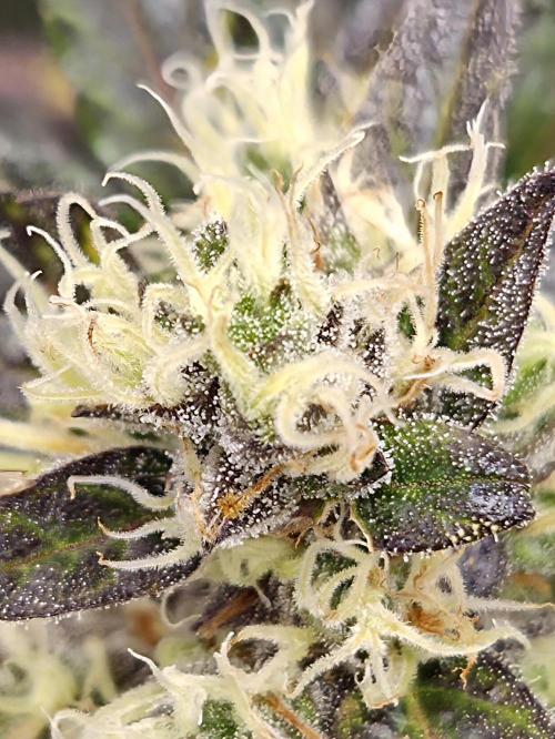 Northern Lights Auto Outdoor/Indoor. Week 13