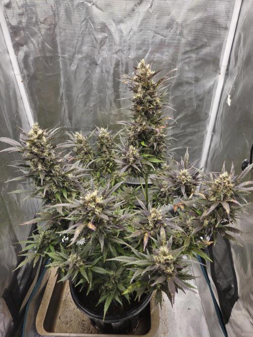 Northern Lights Auto Outdoor/Indoor. Week 14