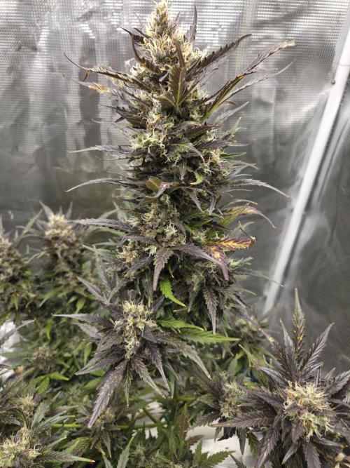 Northern Lights Auto Outdoor/Indoor. Week 14