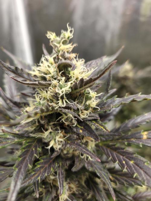 Northern Lights Auto Outdoor/Indoor. Week 14
