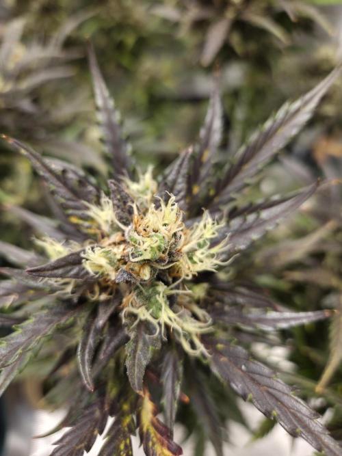 Northern Lights Auto Outdoor/Indoor. Week 14