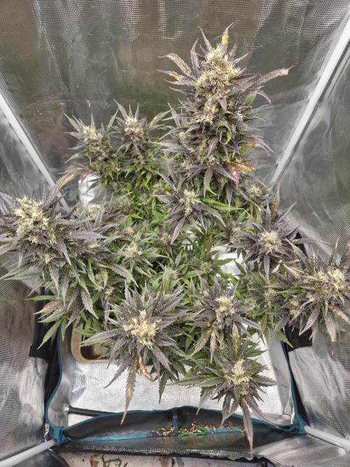 Northern Lights Auto Outdoor/Indoor. Week 14