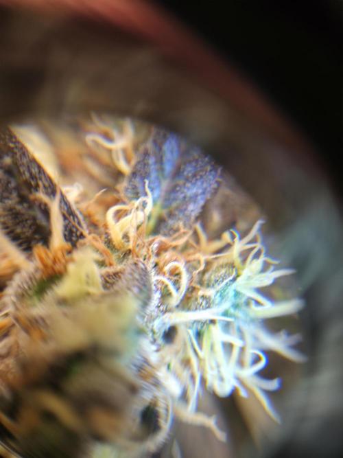 Northern Lights Auto Outdoor/Indoor. Week 14