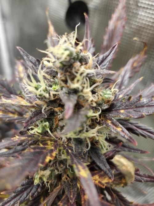 Northern Lights Auto Outdoor/Indoor. Week 15