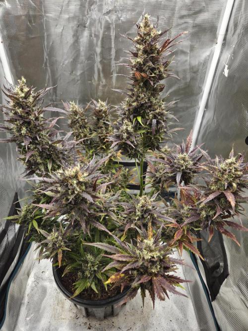 Northern Lights Auto Outdoor/Indoor. Week 15