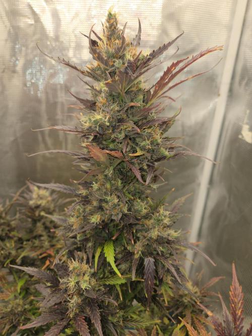 Northern Lights Auto Outdoor/Indoor. Week 15