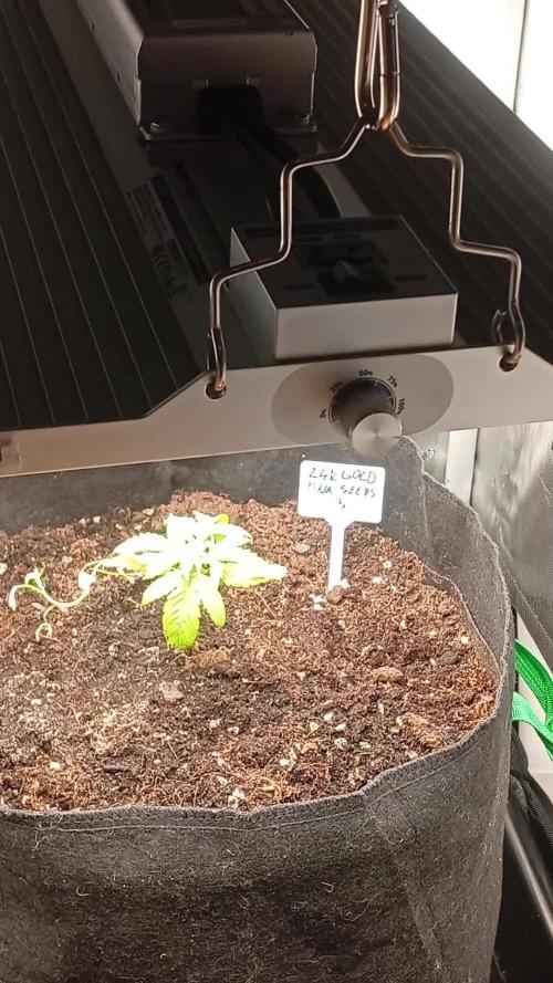 24K GOLD DNA GENETICS LIVING SOIL