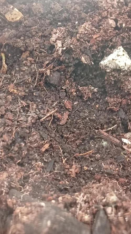 24K GOLD DNA GENETICS LIVING SOIL