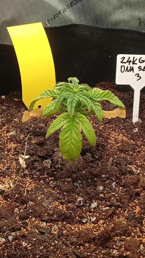 24K GOLD DNA GENETICS LIVING SOIL