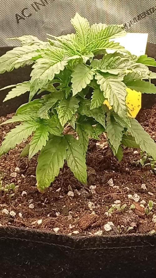 24K GOLD DNA GENETICS LIVING SOIL