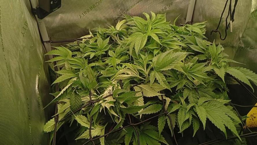 24K GOLD DNA GENETICS LIVING SOIL