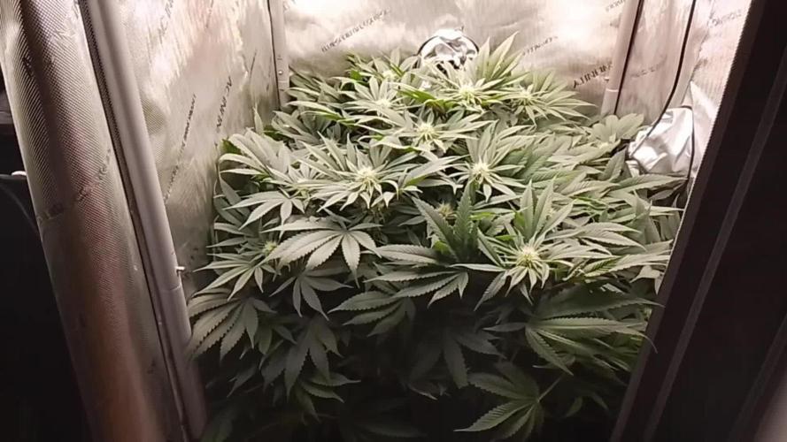 24K GOLD DNA GENETICS LIVING SOIL