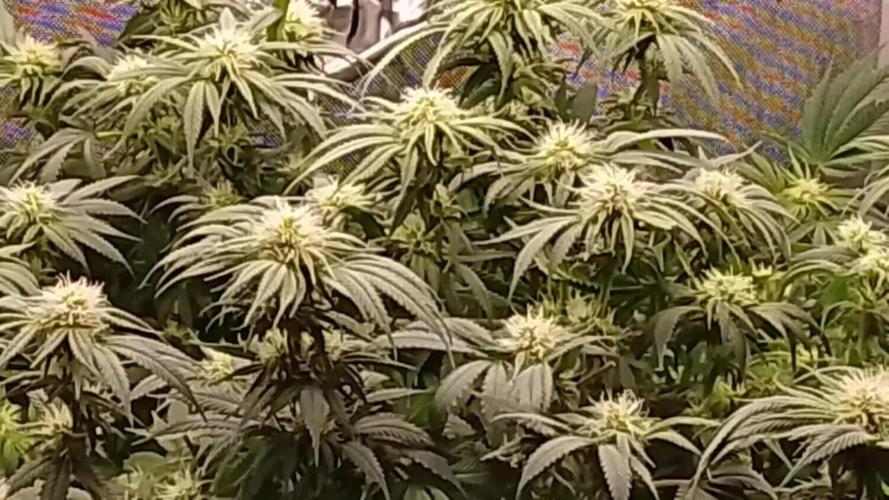 24K GOLD DNA GENETICS LIVING SOIL