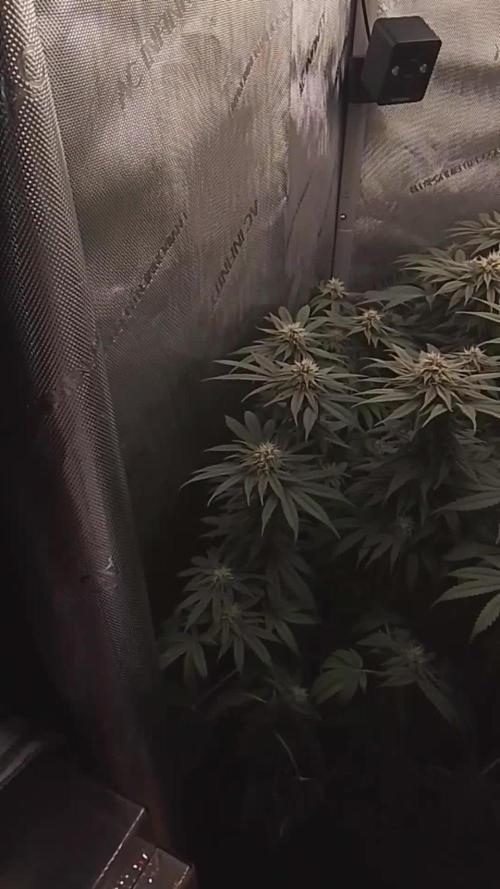 24K GOLD DNA GENETICS LIVING SOIL