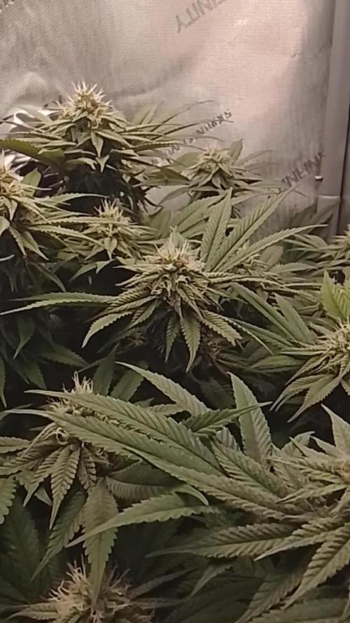 24K GOLD DNA GENETICS LIVING SOIL