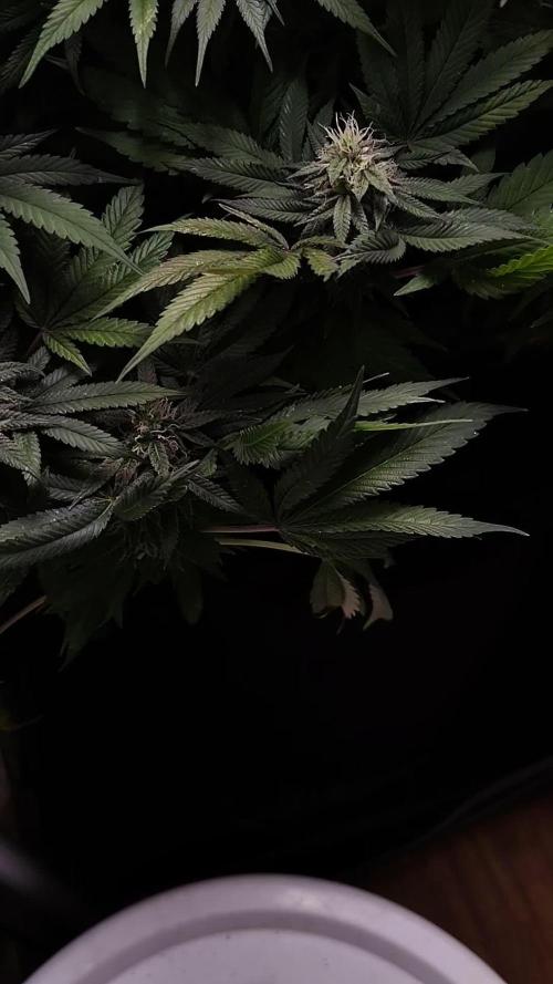 24K GOLD DNA GENETICS LIVING SOIL