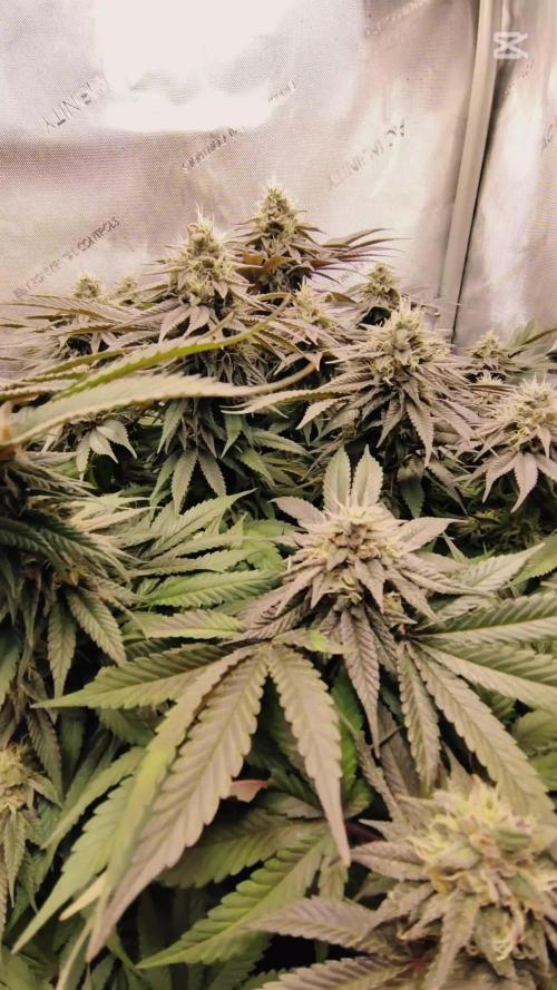 24K GOLD DNA GENETICS LIVING SOIL