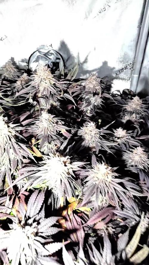 24K GOLD DNA GENETICS LIVING SOIL