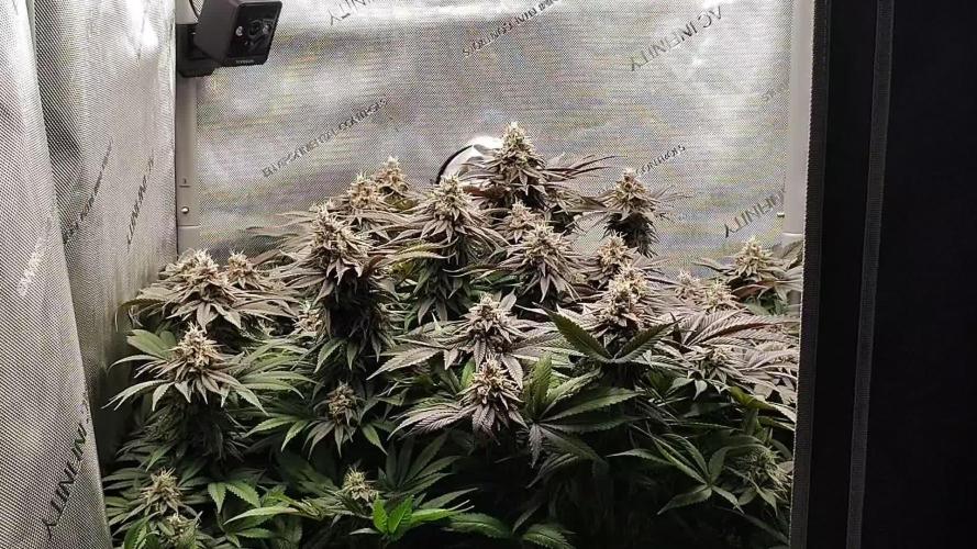 24K GOLD DNA GENETICS LIVING SOIL