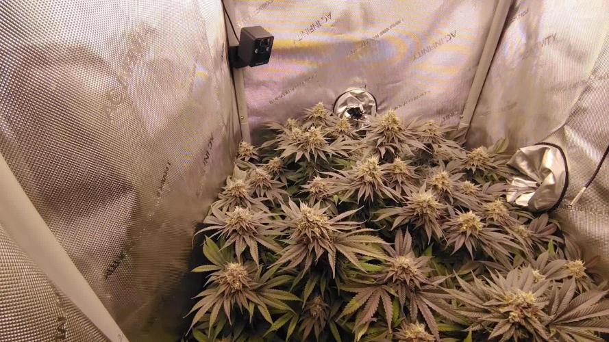 24K GOLD DNA GENETICS LIVING SOIL