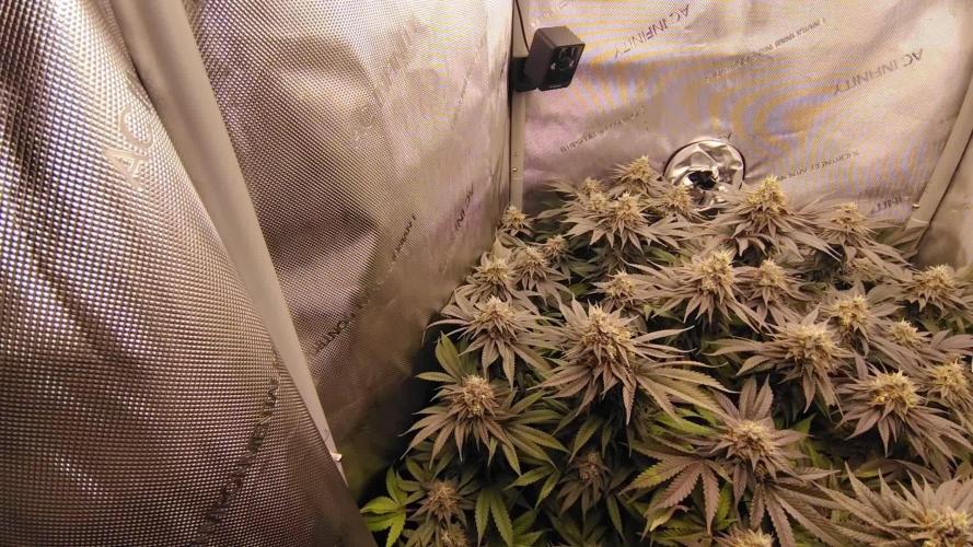 24K GOLD DNA GENETICS LIVING SOIL