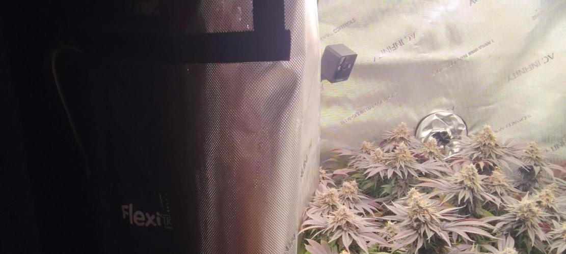 24K GOLD DNA GENETICS LIVING SOIL