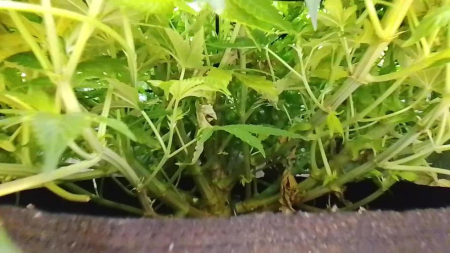 24K GOLD DNA GENETICS LIVING SOIL