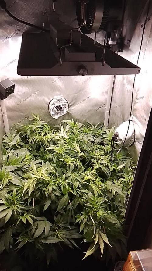 24K GOLD DNA GENETICS LIVING SOIL