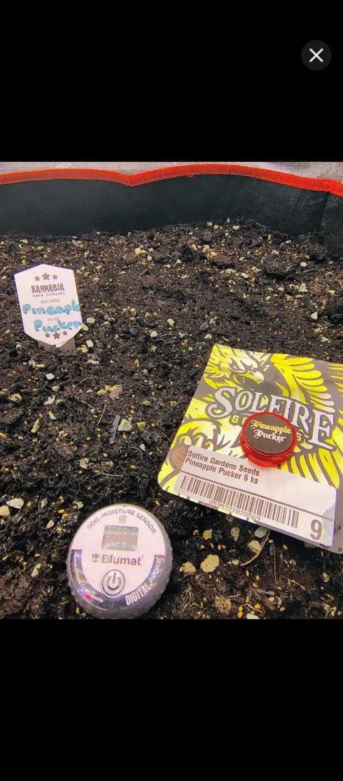 PineaplePuckerSolfireGardensLivingSoil. Week 1 - Solfire is fire !! 