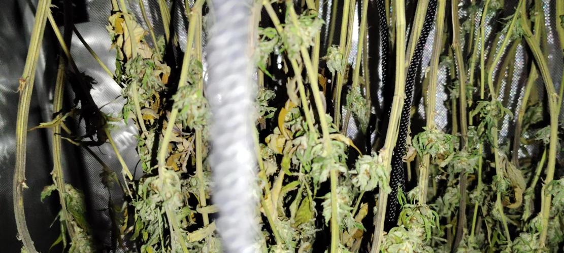 24K GOLD DNA GENETICS LIVING SOIL