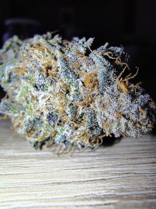 24K GOLD DNA GENETICS LIVING SOIL. Week 17 - After 2 weeks of curing 