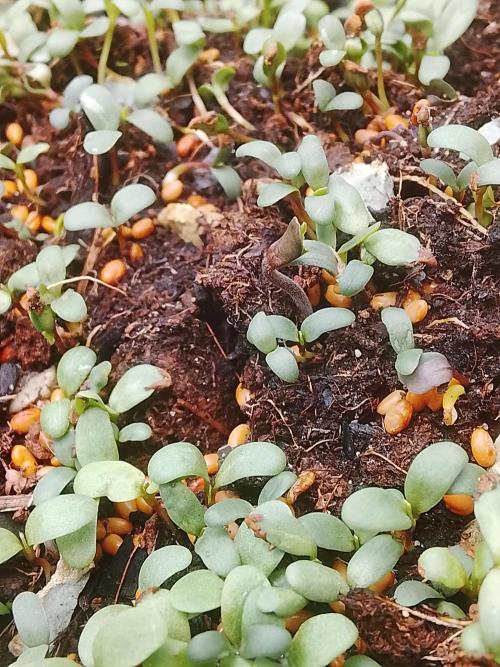 PineaplePuckerSolfireGardensLivingSoil. Week 1 - After 3 days finally sprouted