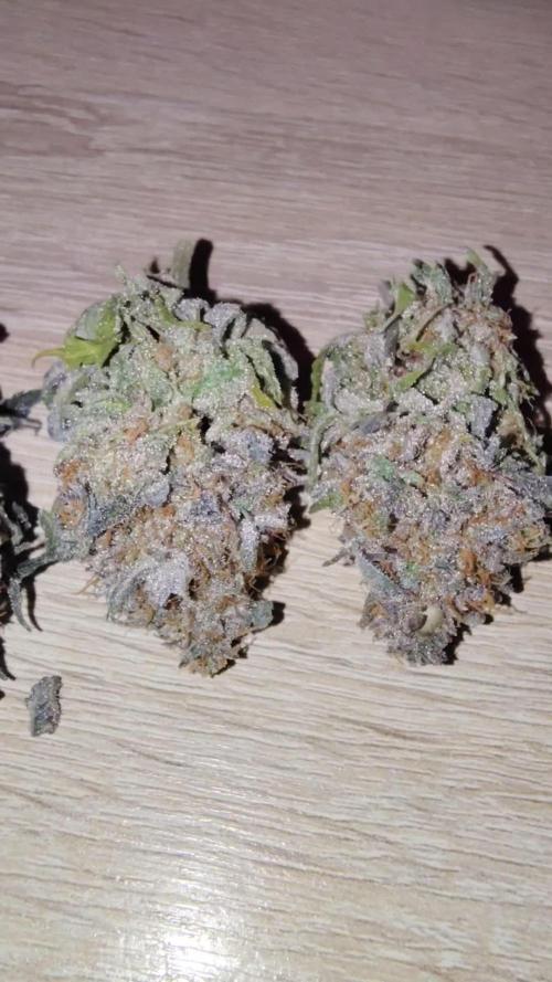 24K GOLD DNA GENETICS LIVING SOIL