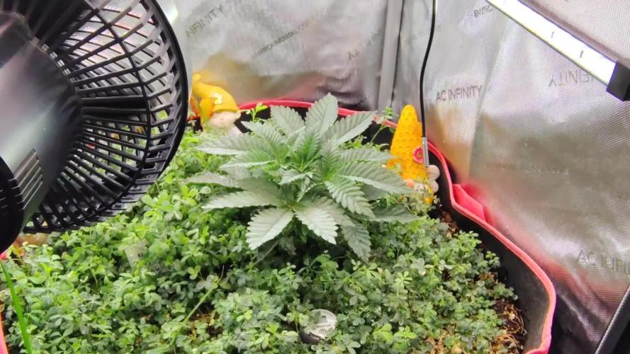 PineaplePuckerSolfireGardensLivingSoil