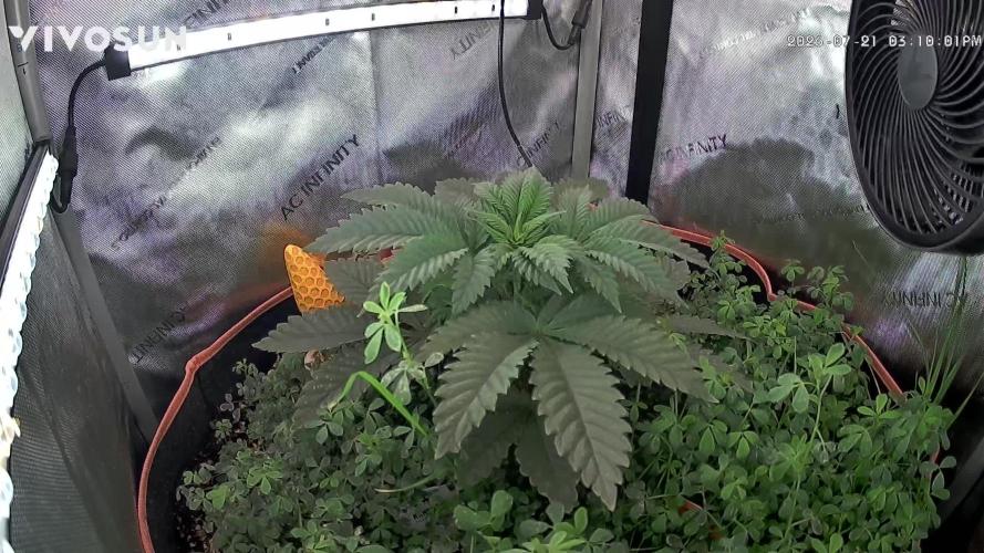 PineaplePuckerSolfireGardensLivingSoil