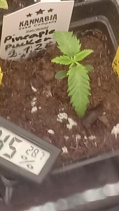 Pineaple Pucker Solfire Gardens Telos320